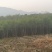 桂花