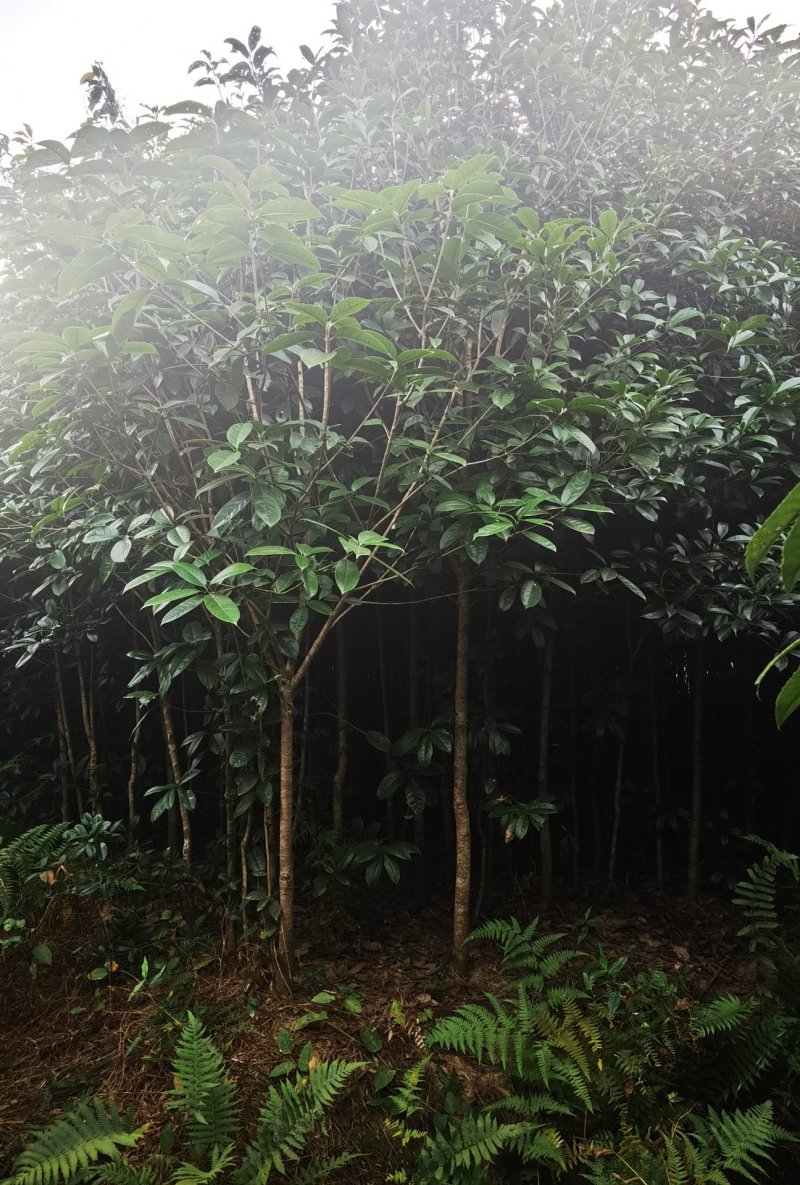 桂花