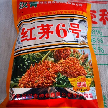 红茅六号高粱种子（纯度高）