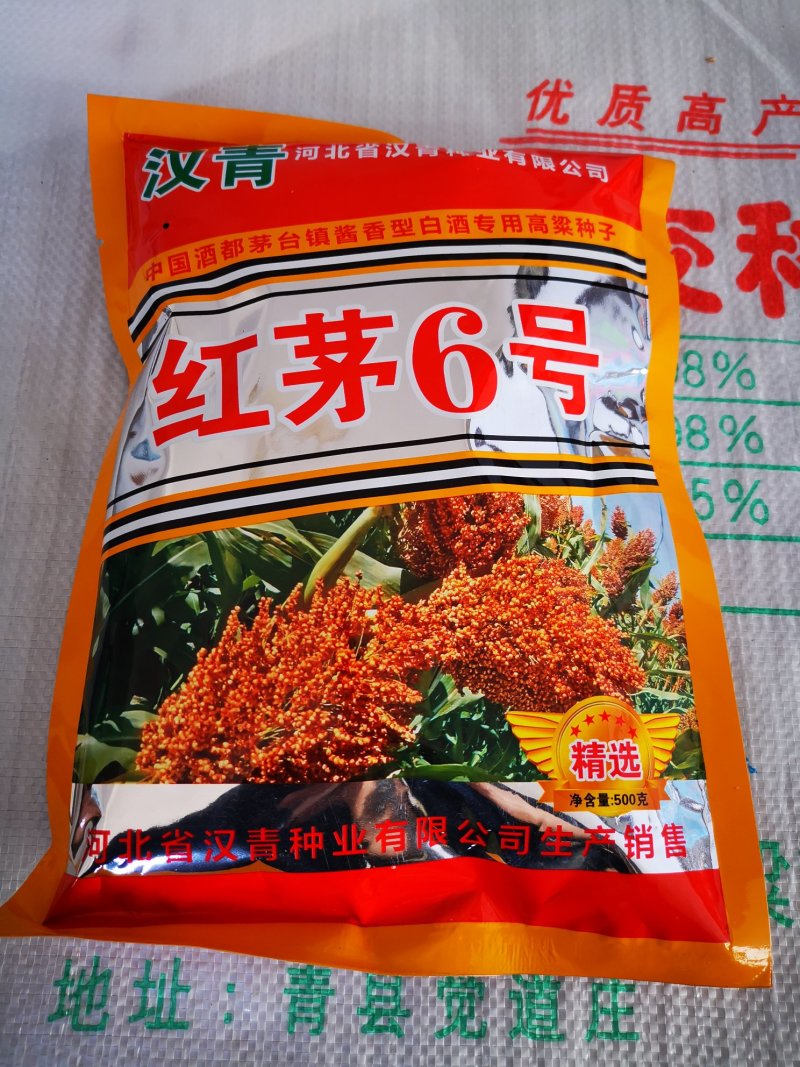红茅六号高粱种子（纯度高）