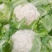 紧密型白花菜2～3斤花色亮白保质保量《诚信互赢代发全国》