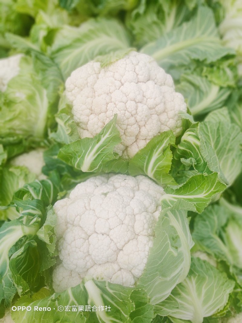 紧密型白花菜2～3斤花色亮白保质保量《诚信互赢代发全国》