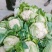 紧密型白花菜2～3斤花色亮白保质保量《诚信互赢代发全国》