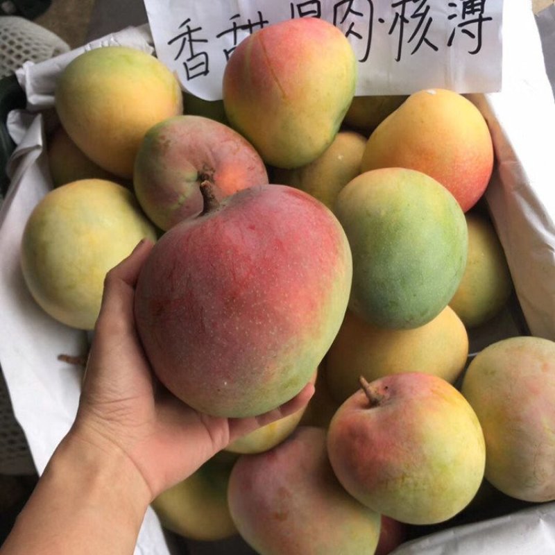 【支持无痕代发】澳芒，芒果中的爱马仕，水果店热卖款