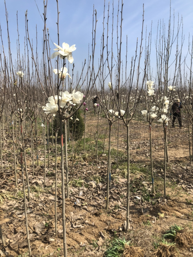 紫玉兰黄玉兰2到8公分质量保证。后期提供专业服务