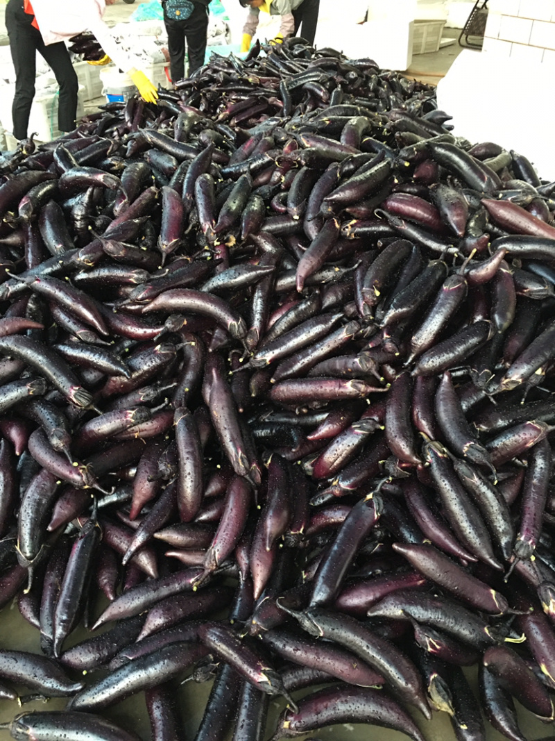 攀枝花米易茄子米易茄子价格美丽品质好