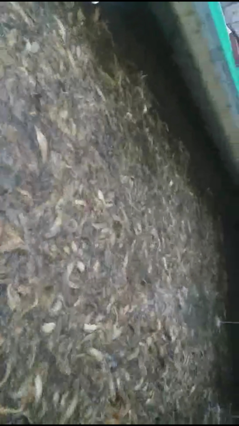 大量直供批发塘鲺塘角鱼胡子鲶成品鱼，鱼苗，