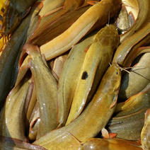 大量直供批发塘鲺塘角鱼胡子鲶成品鱼，鱼苗，