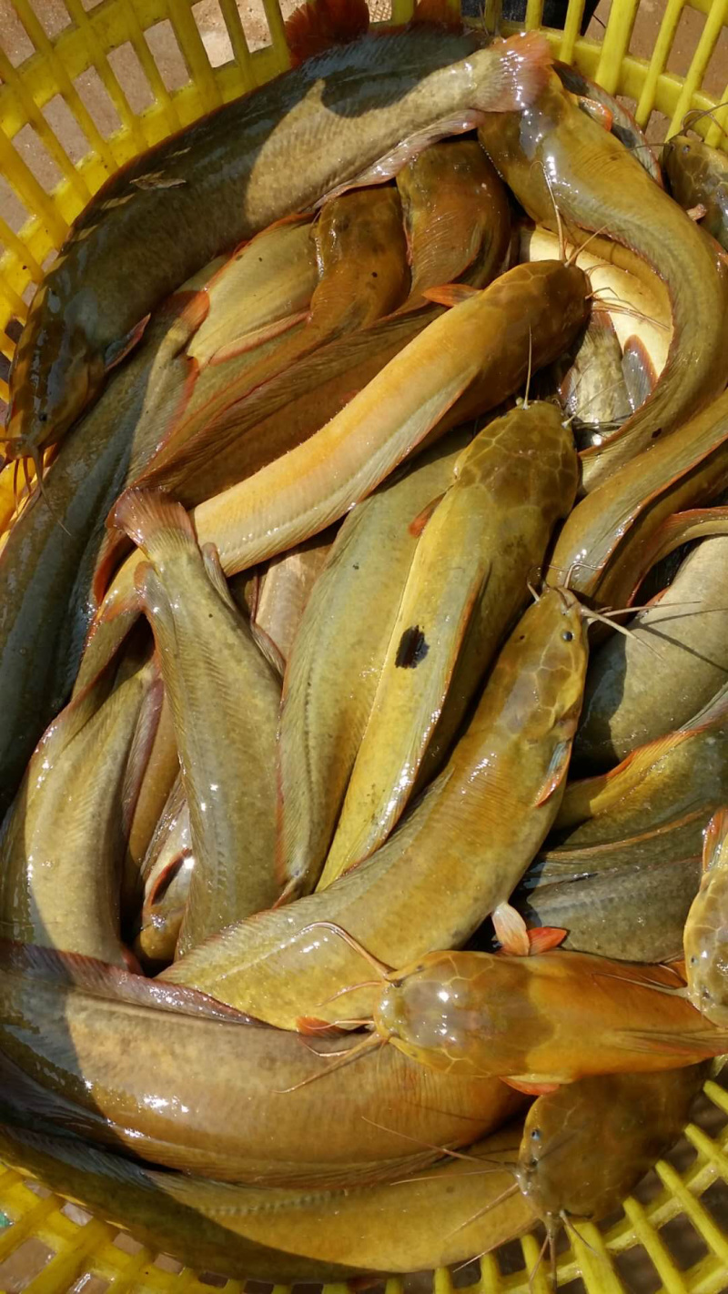 大量直供批发塘鲺塘角鱼胡子鲶成品鱼，鱼苗，