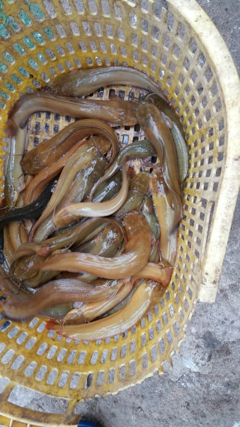 大量直供批发塘鲺塘角鱼胡子鲶成品鱼，鱼苗，