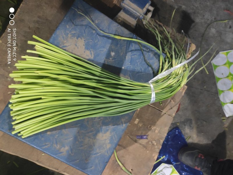 红帽蒜苔金乡蒜薹代收代存常年供应产地直发大量现货