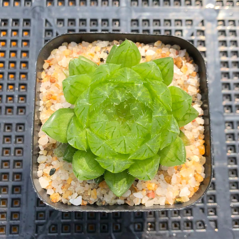 多肉花卉盆花盆景植物雪花紫肌樱水晶潘灯111111