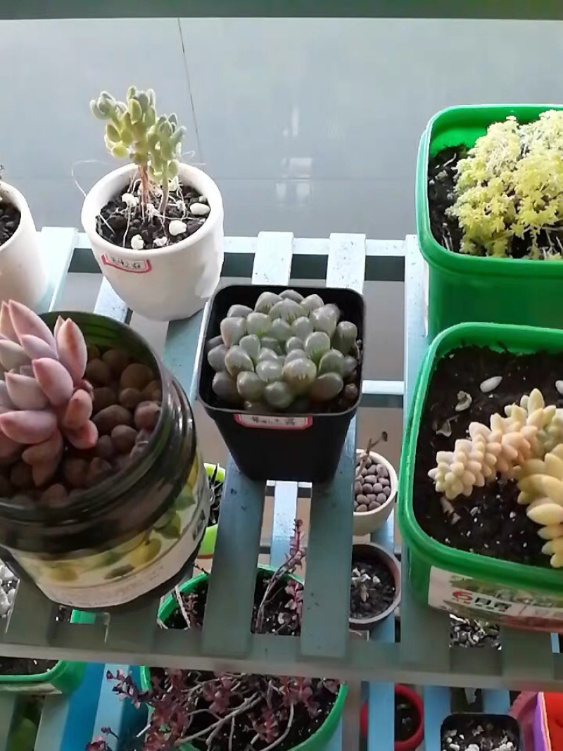 多肉花卉盆花盆景植物雪花紫肌樱水晶潘灯111111