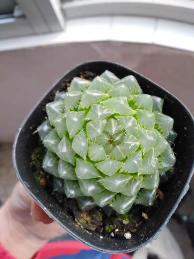 多肉花卉盆花盆景植物雪花紫肌樱水晶潘灯111111