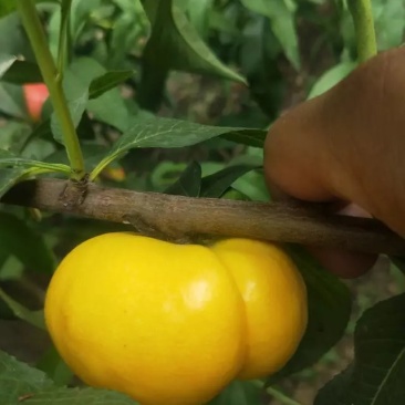 嫁接桃树苗风味皇后油蟠桃苗黄金油蟠桃苗南方北方种植当