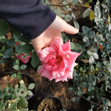 月季花苗国月大花原盆原土发货盆栽地栽苗工程绿化苗