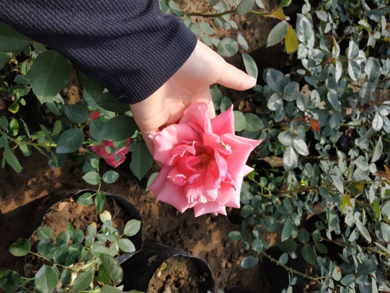 月季花苗国月大花原盆原土发货盆栽地栽苗工程绿化苗