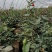 月季花苗国月大花原盆原土发货盆栽地栽苗工程绿化苗