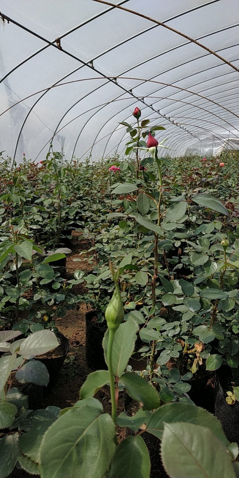 月季花苗国月大花原盆原土发货盆栽地栽苗工程绿化苗