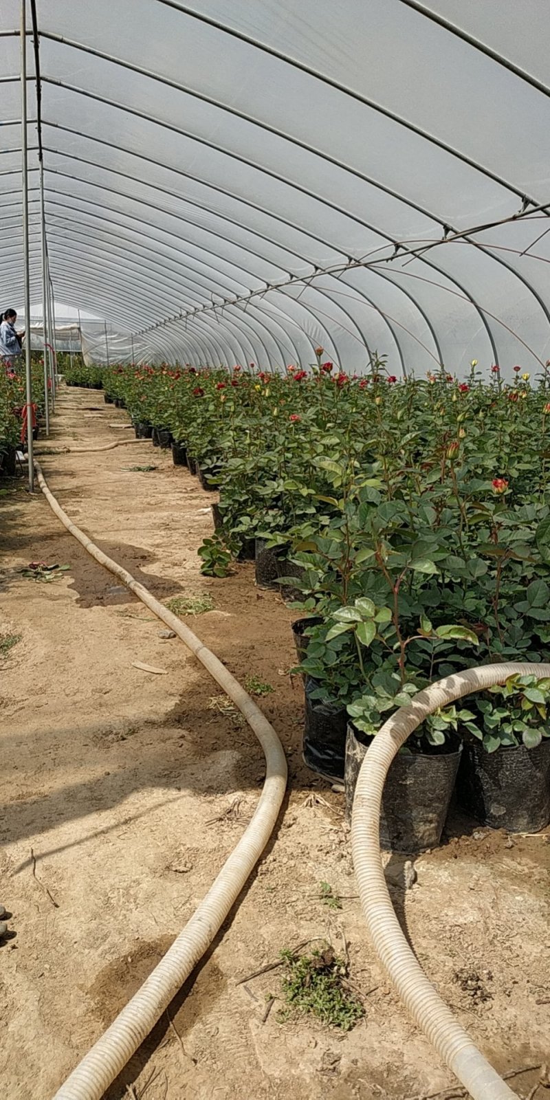月季花苗国月大花原盆原土发货盆栽地栽苗工程绿化苗