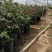 月季花苗国月大花原盆原土发货盆栽地栽苗工程绿化苗