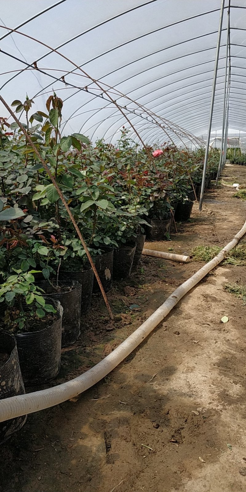 月季花苗国月大花原盆原土发货盆栽地栽苗工程绿化苗