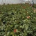 月季花苗国月大花原盆原土发货盆栽地栽苗工程绿化苗