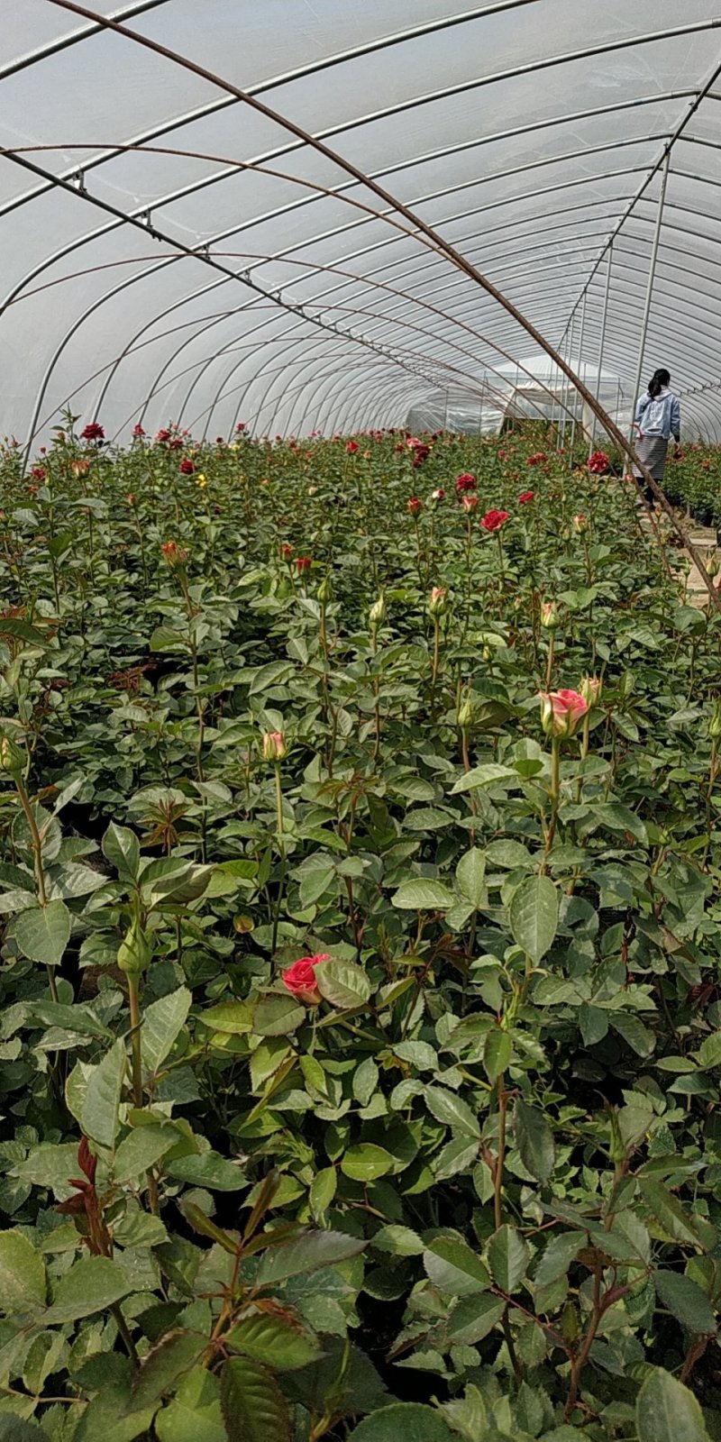 月季花苗国月大花原盆原土发货盆栽地栽苗工程绿化苗
