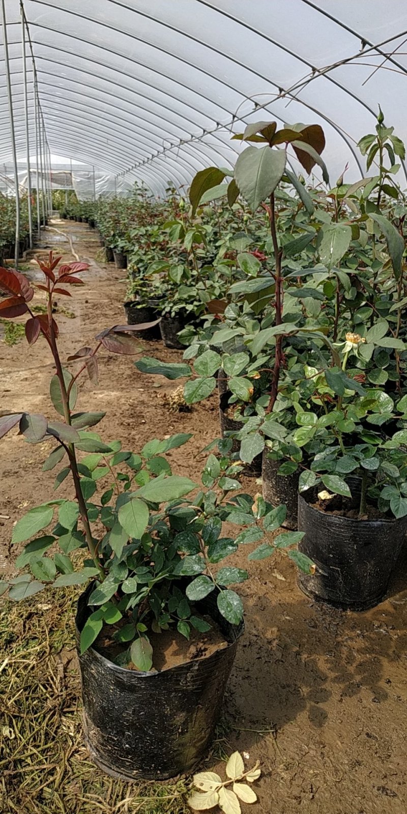 月季花苗国月大花原盆原土发货盆栽地栽苗工程绿化苗