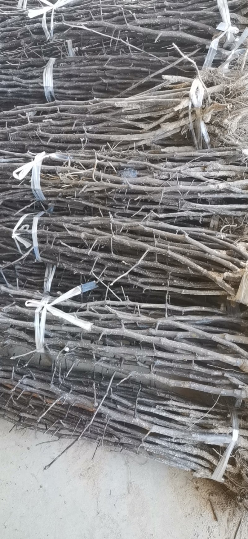 奥红一号梨苗，保品种，成活率高，包技术指导
