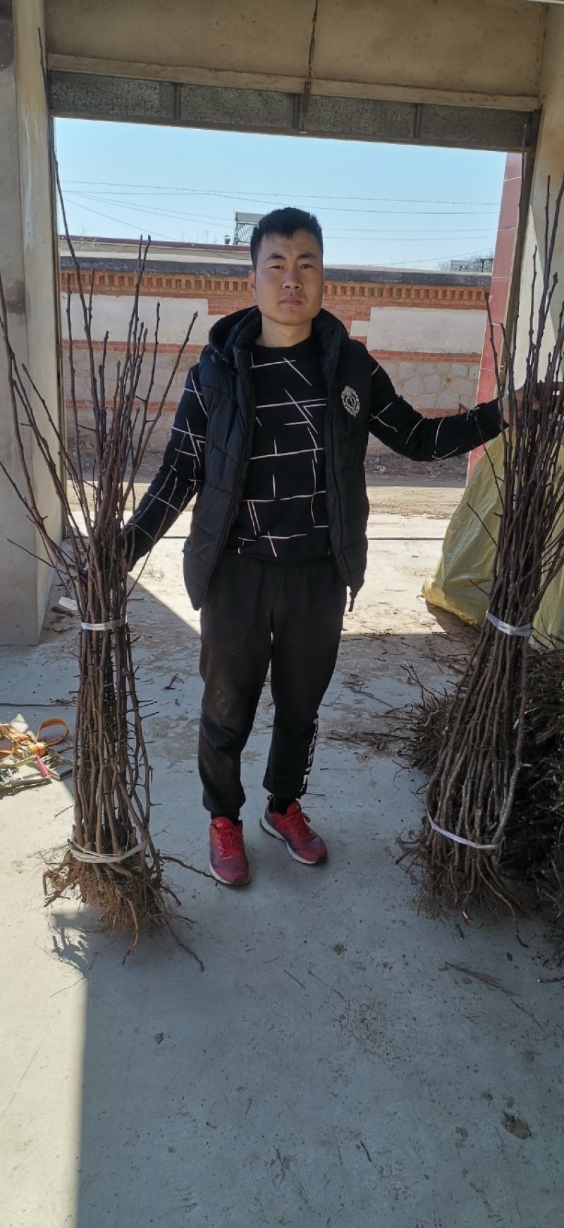 奥红一号梨苗，保品种，成活率高，包技术指导