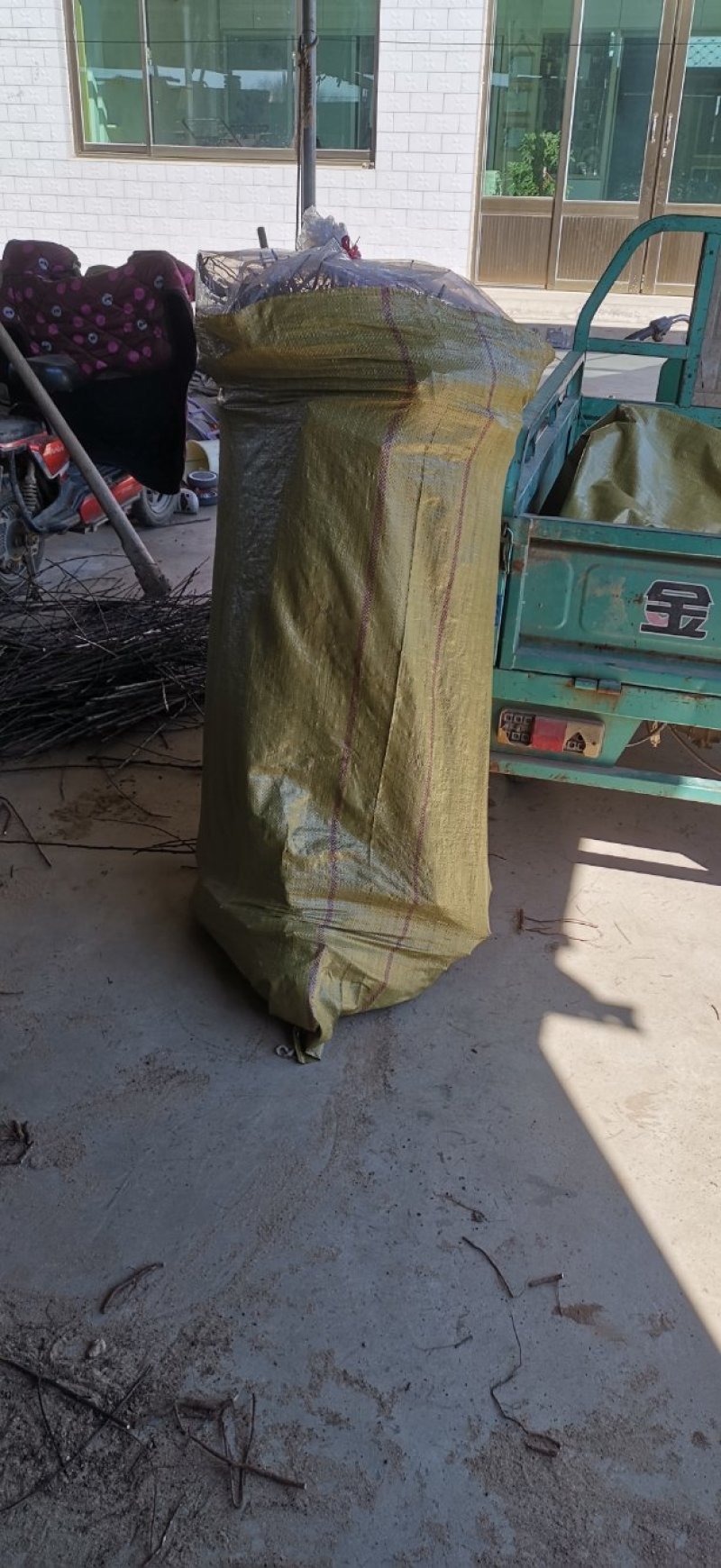 奥红一号梨苗，保品种，成活率高，包技术指导