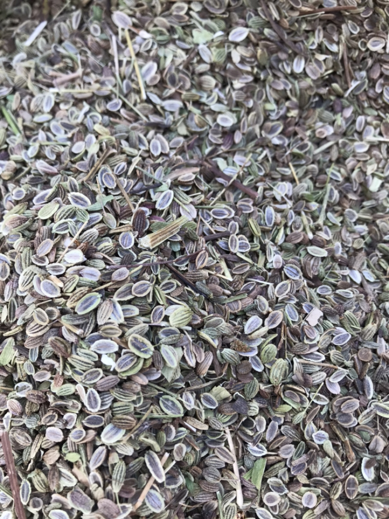 防风种子基地直销质量保证纯新种子好管理播种简单
