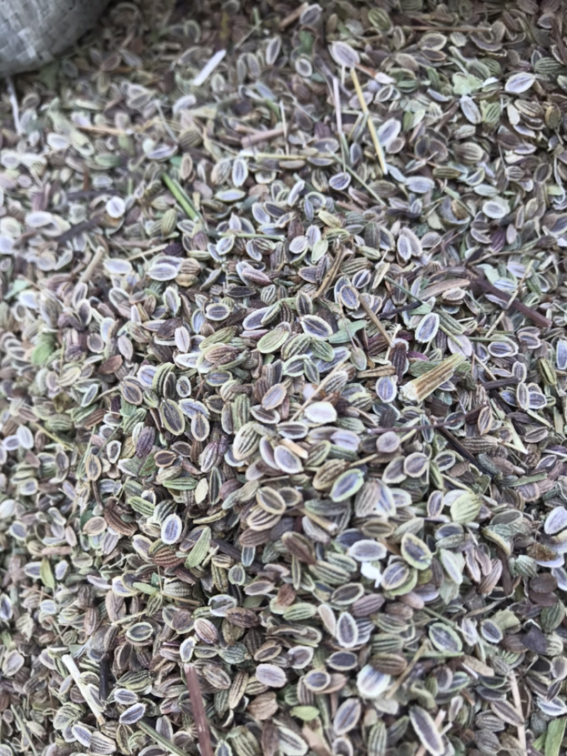 防风种子基地直销质量保证纯新种子好管理播种简单