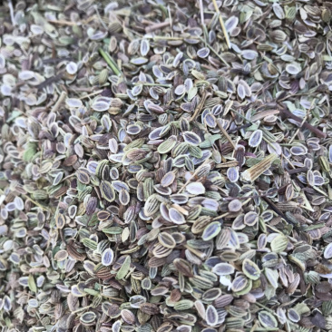 防风种子基地直销质量保证纯新种子好管理播种简单