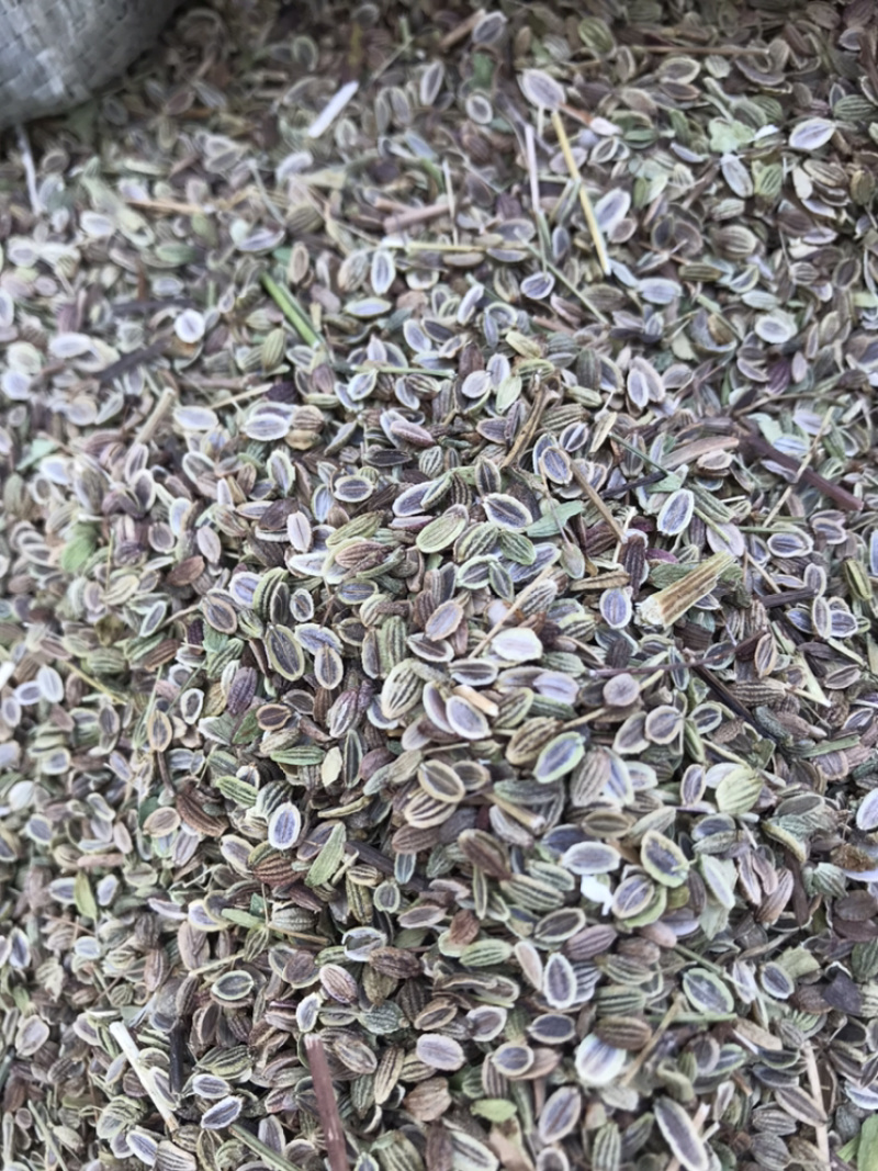 防风种子基地直销质量保证纯新种子好管理播种简单