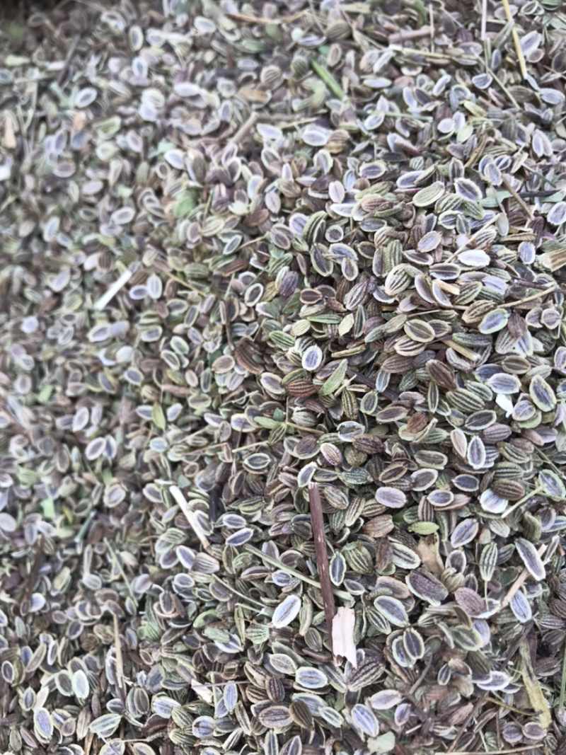 防风种子基地直销质量保证纯新种子好管理播种简单