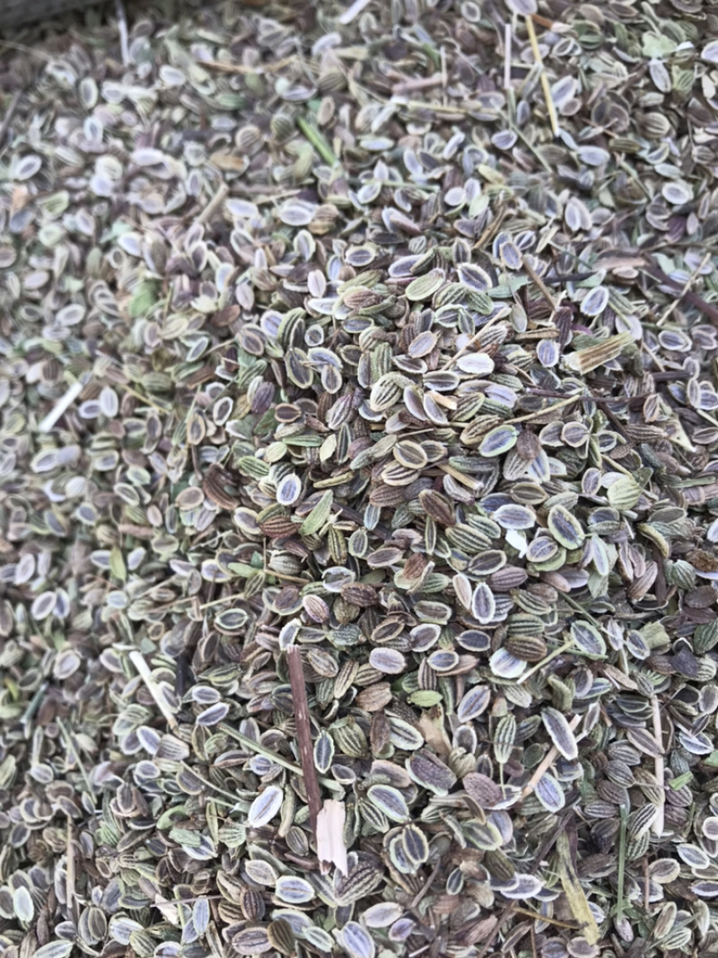 防风种子基地直销质量保证纯新种子好管理播种简单
