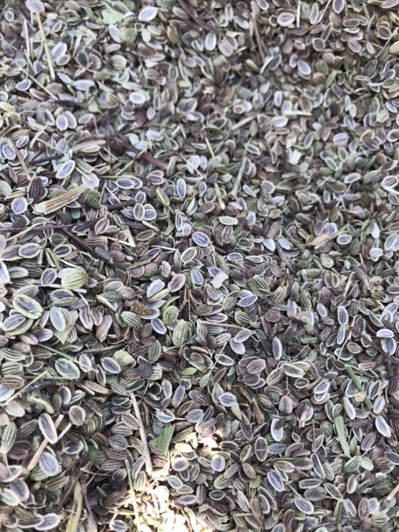 防风种子基地直销质量保证纯新种子好管理播种简单