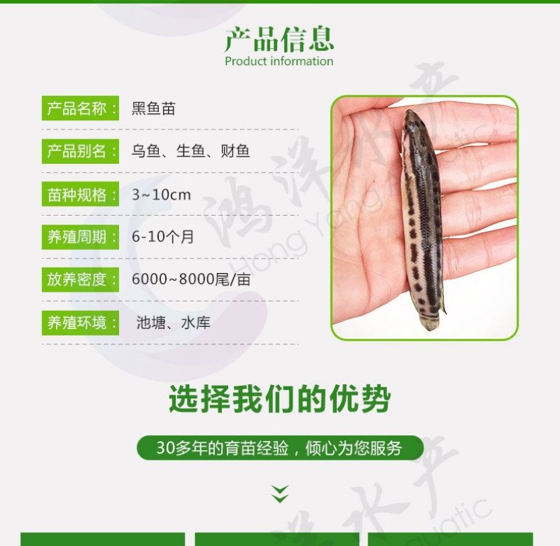 黑鱼苗乌鱼苗杂交黑鱼苗高产生鱼苗批发基地发货