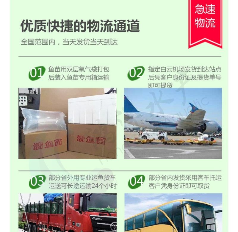 黑鱼苗乌鱼苗杂交黑鱼苗高产生鱼苗批发基地发货