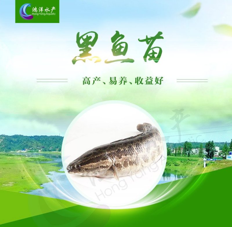 黑鱼苗乌鱼苗杂交黑鱼苗高产生鱼苗批发基地发货