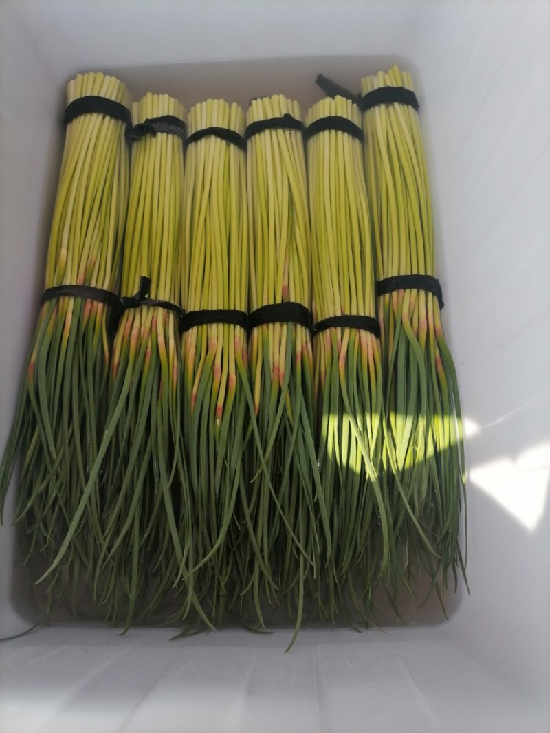 杞县红帽蒜苔大量出库中市场电商商超有需要的联系