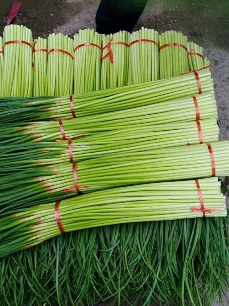 杞县红帽蒜苔大量出库中市场电商商超有需要的联系