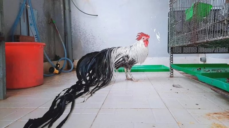 观赏鸡婆罗门鸡波澜鸡绣球鸡长尾鸡