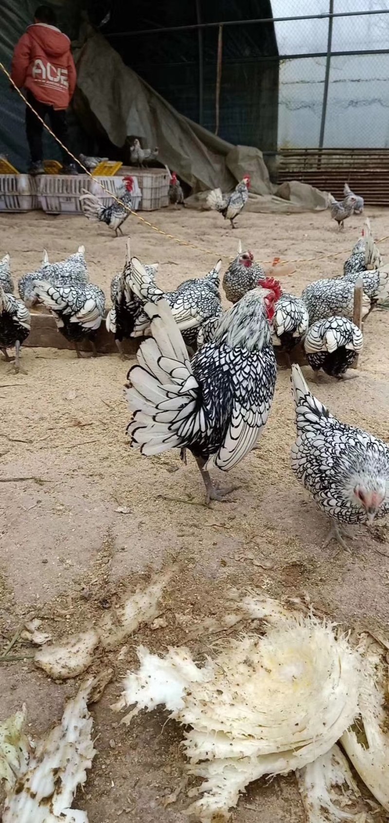 观赏鸡婆罗门鸡波澜鸡绣球鸡长尾鸡