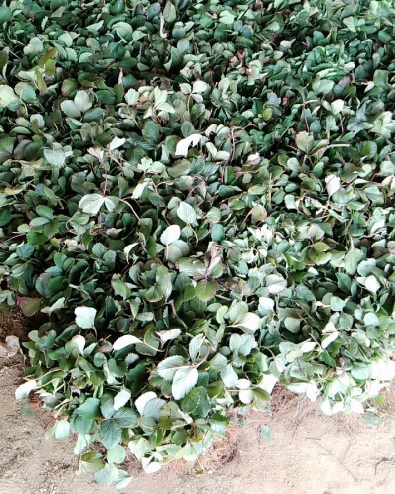 草莓苗甜查理章姬(甜宝)草莓苗全明星根系发达基地直销