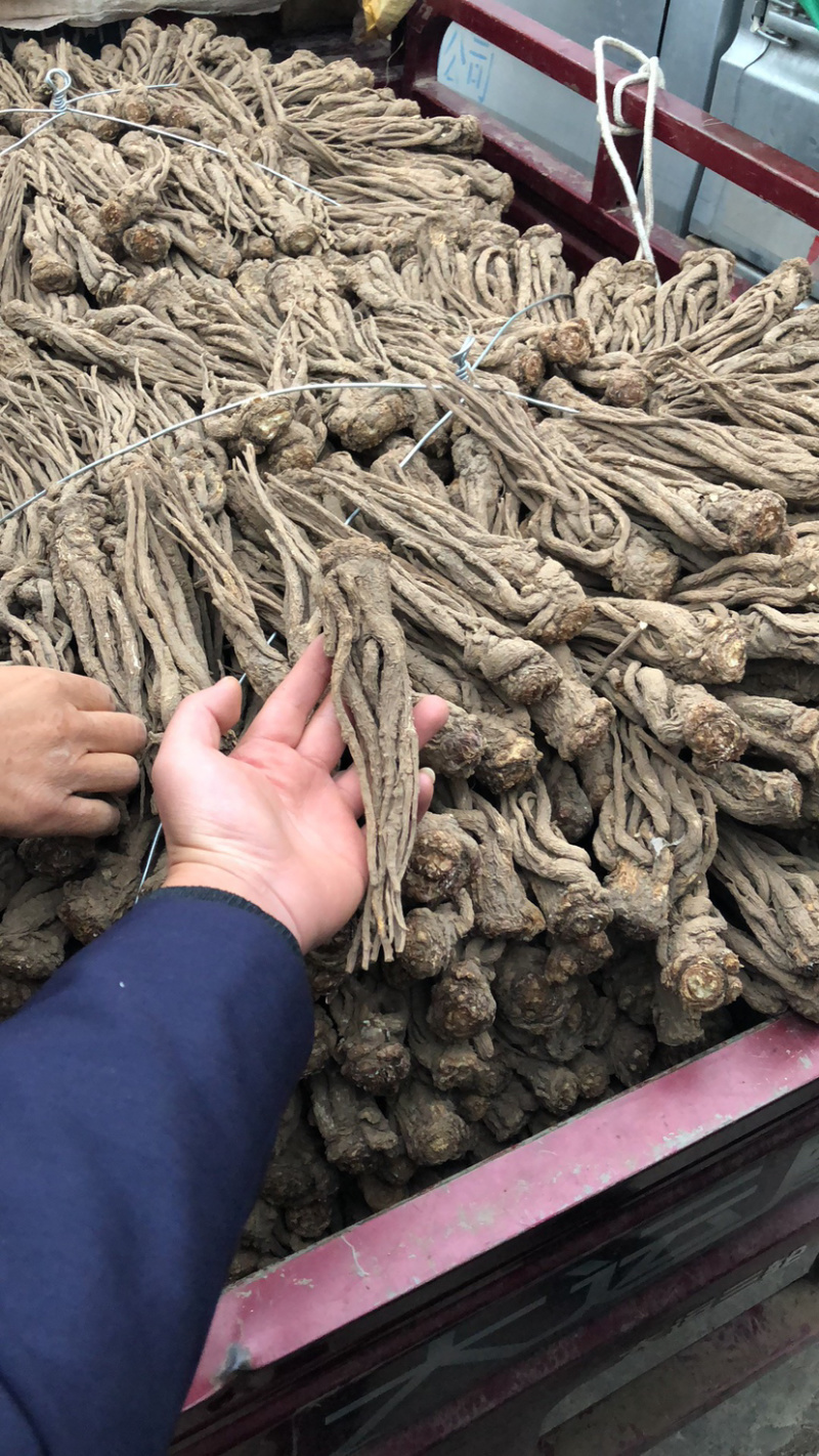 当归**24小时在线服务全国供应无添加健康放心购