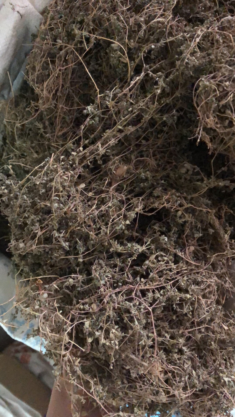 中药材今年新货小飞扬草