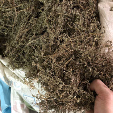 中药材今年新货小飞扬草